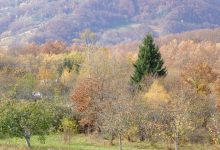 Čitave države u plamenu: Nezapamćeni šumski požari širom Evrope Šuma