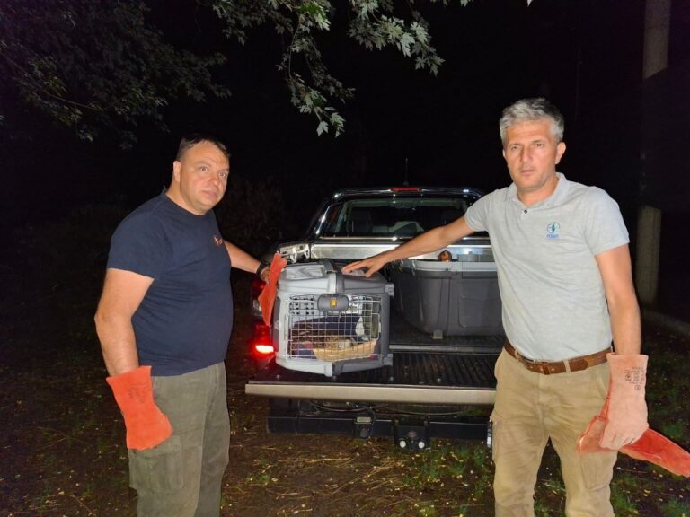 Feliks dolazi u prihvatilište Zoo vrta "Palić"; Foto: Uroš Stojiljković.