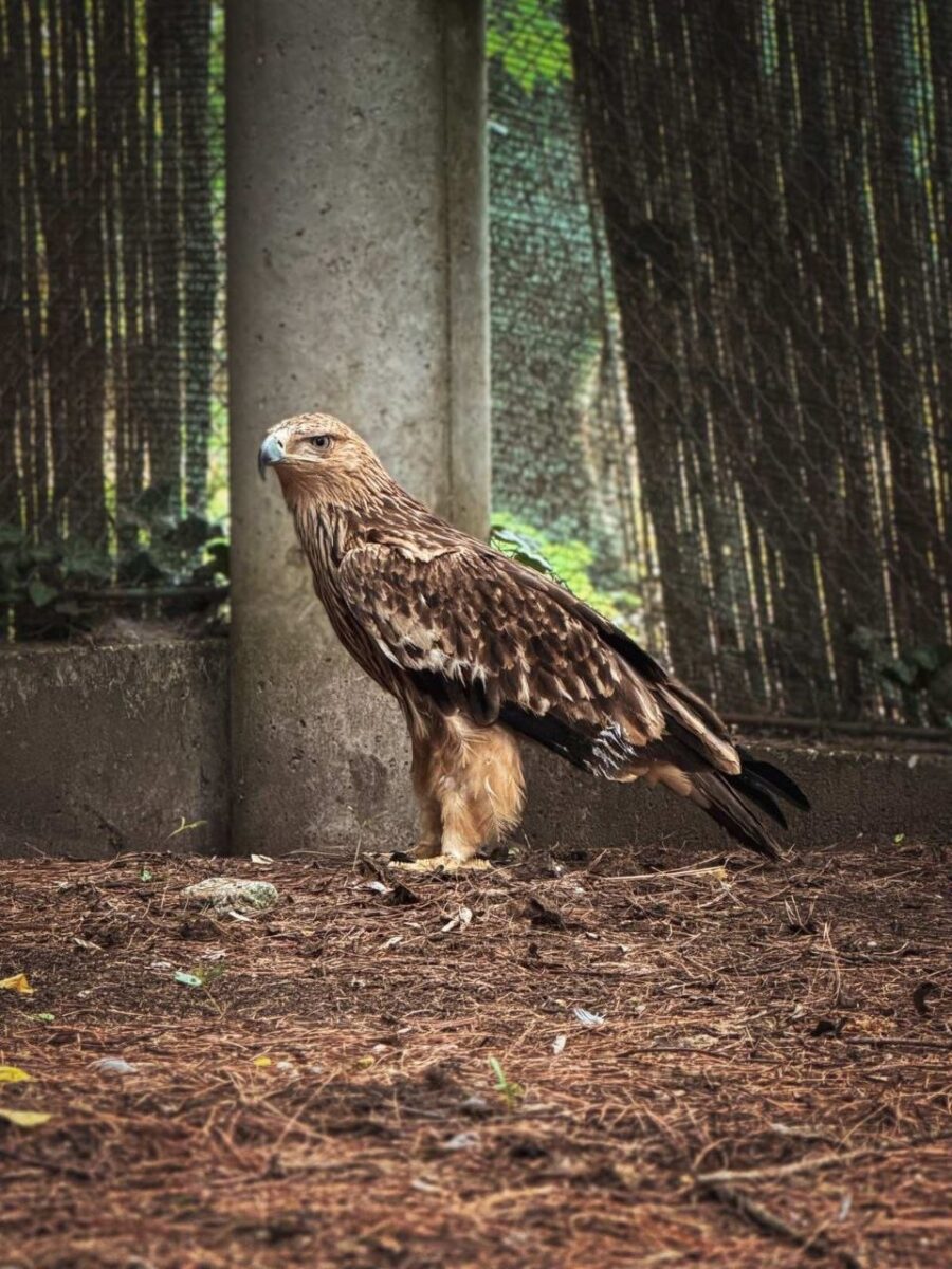Feliks, prvo jutro u prihvatilištu na Paliću; Foto Zoo vrt "Palić".