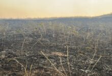 U Kladovu proglašena vanredna situacija: Vatrogasci se i dalje bore sa požarima Požar