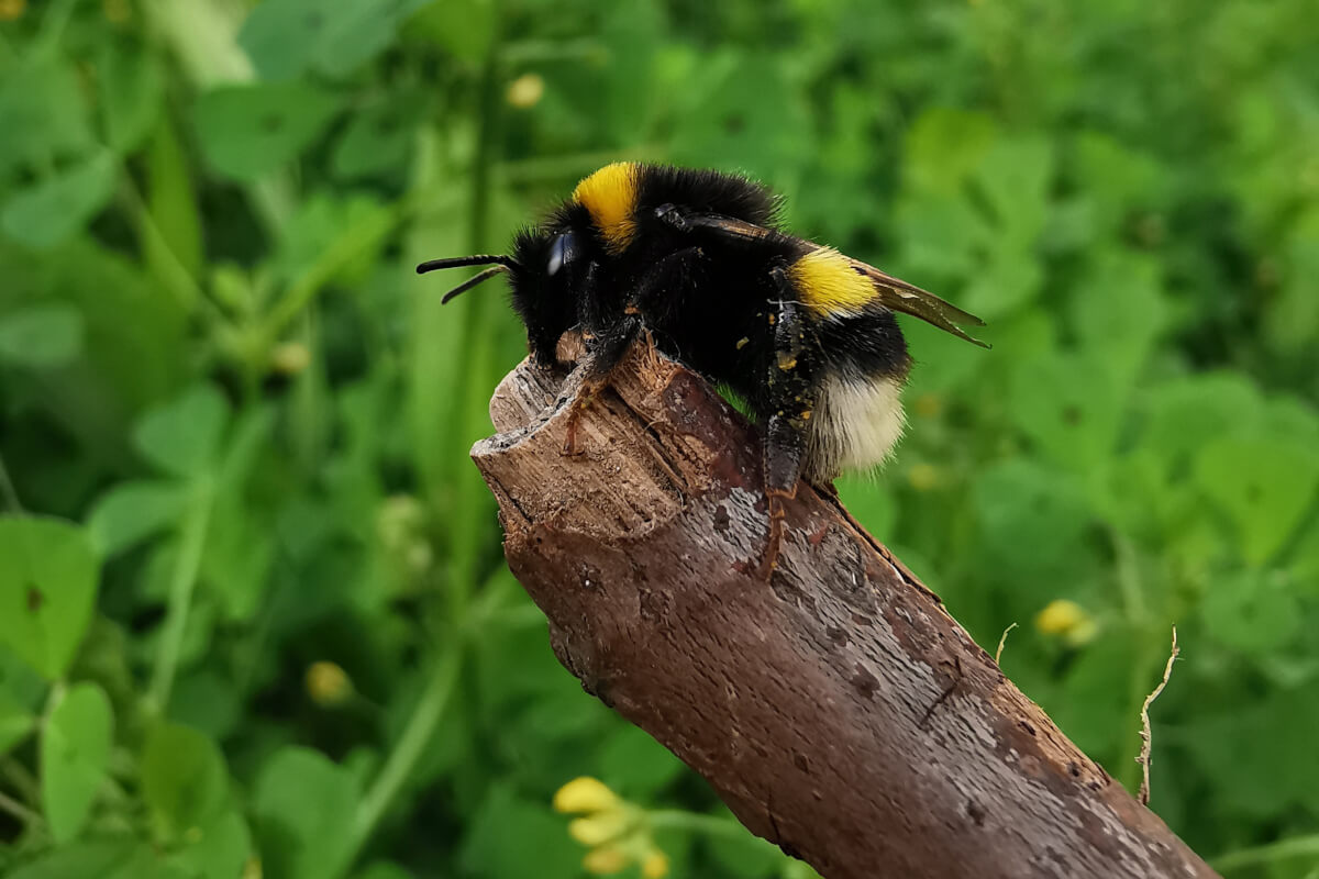 Bombus terrestris