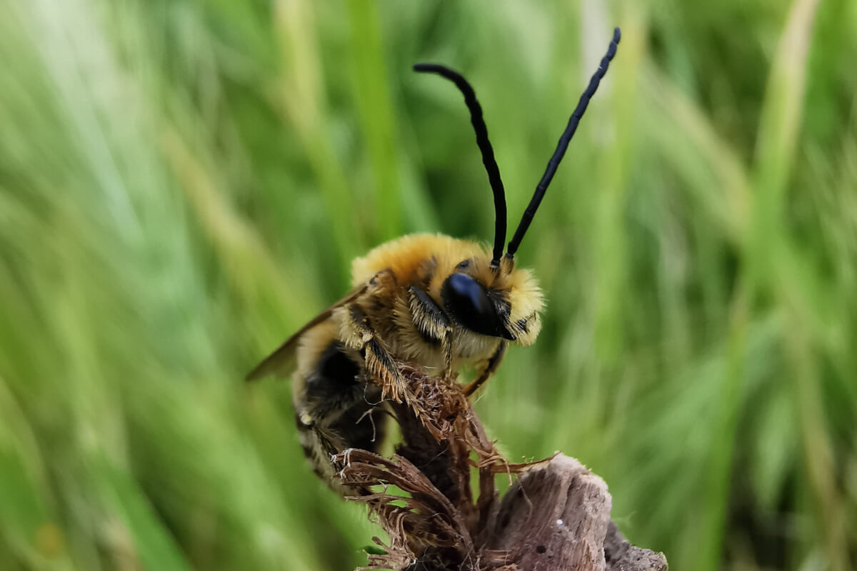 Eucera