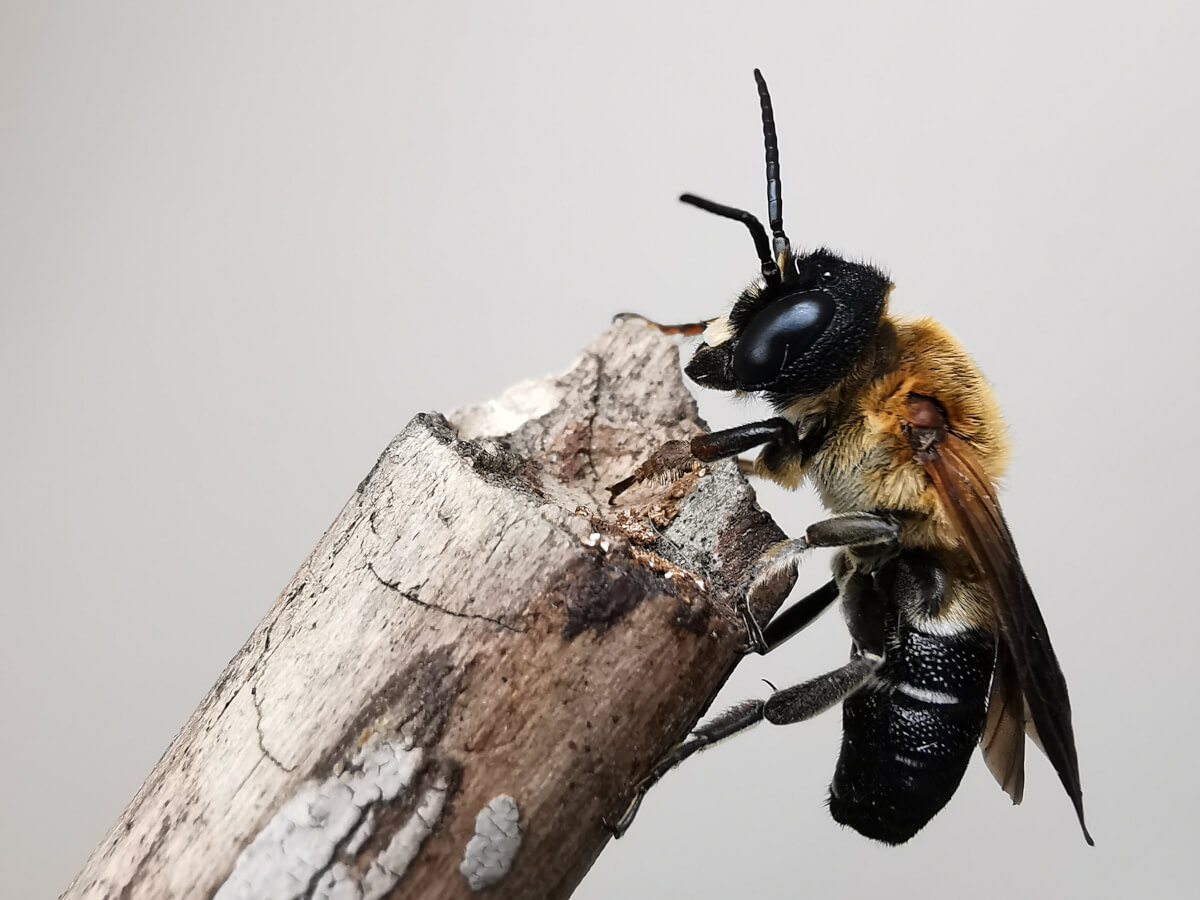 Megachile sculpturalis