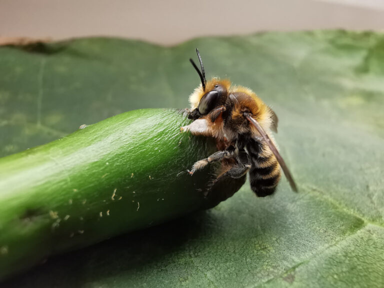 Megachile
