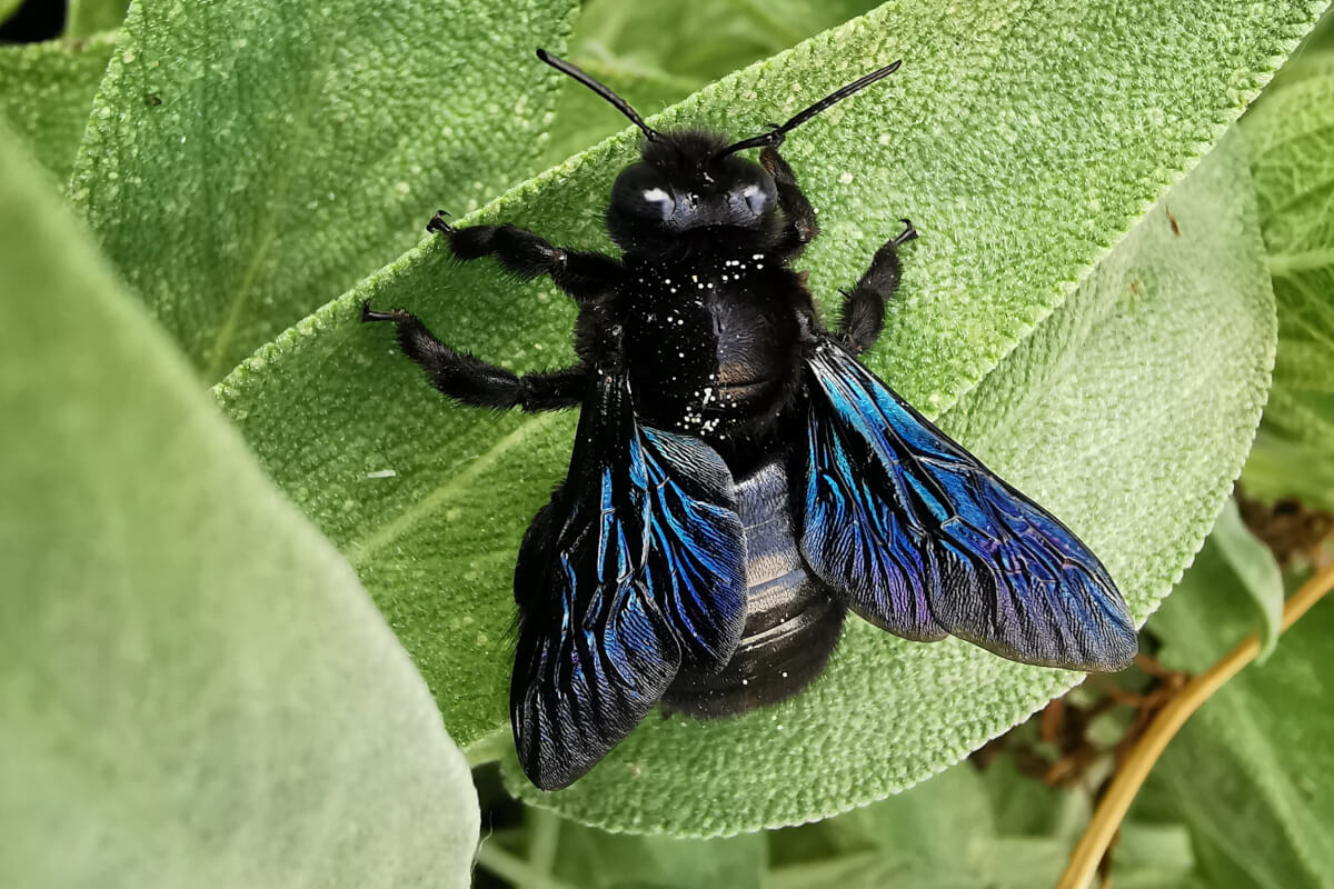 Xylocopa violacea